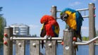Happy Feet – Happy Bird, Do Parrot Perches Matter?