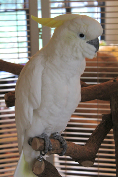Buying a gently used Cockatoo (aka re-homing with a fee)