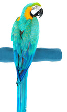 Load image into Gallery viewer, Patented Safety Perch™ - X-Large - Sweet Feet & Beak