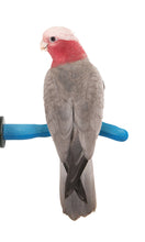 Load image into Gallery viewer, Patented Safety Pumice Perch™ - Large - Sweet Feet &amp; Beak
