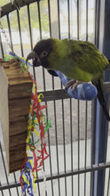 Load and play video in Gallery viewer, Nanday Conure shredding Pizza Party toy
