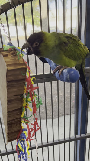 Nanday Conure shredding Pizza Party toy